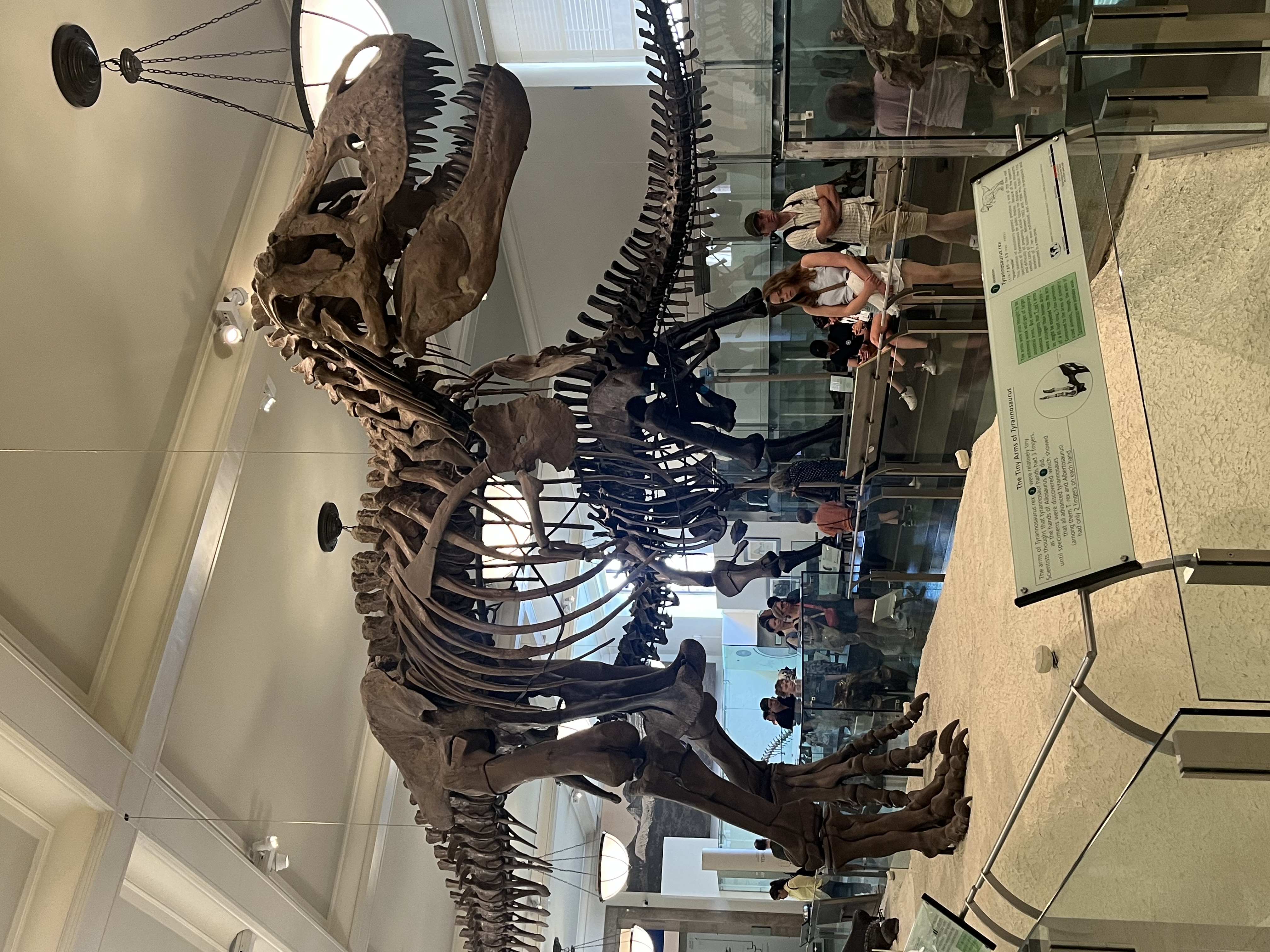 tyrannosaurus rex fossil in the hall of saurischian dinosaurs